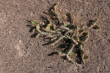 Yellowstone National Park, nature
