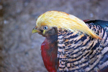 Golden pheasant bird portrait closeup.