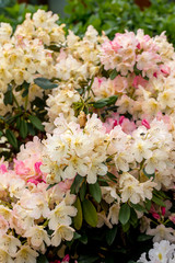 Blooming yellow flowers of Rhodenron. A great decoration for any garden