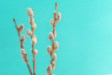 Willow on a blue background