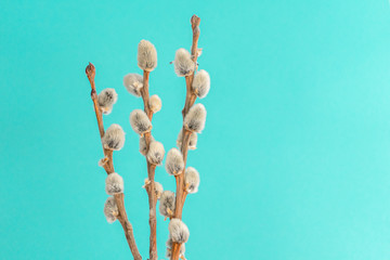 Willow on a blue background