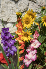 Blooming sunflowers and colorful gladioli against the background of a limestone wall