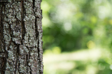 Obraz premium Tree trunk with crust detail. Blurred forest, nature background. Close up view