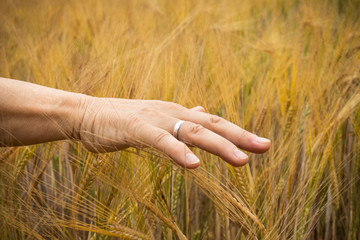 close up view of the hand of a woman touching the tips of the spikes in the wheat field.