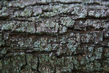 Structure of bark of a tree with a moss in the spring. Background