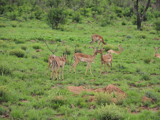 Antelope, Pilanesberg National Park, South Africa