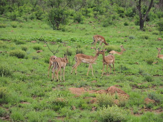 Naklejka na ściany i meble Antelope, Pilanesberg National Park, South Africa