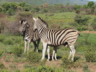 Fototapeta premium Zebra, Pilanesberg National Park, South Africa