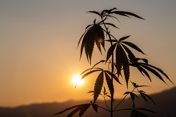 Fototapeta na wymiar Cannabis silhouette at sunset, marijuana grows in the field, marijuana farm,