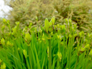 Blooming buds of garden flowers