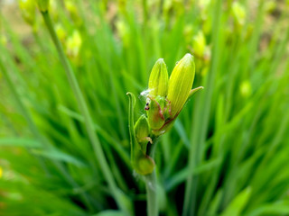 Blooming bud of garden flower, close up