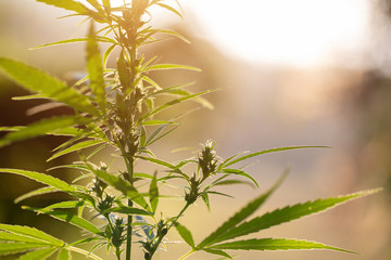 Cannabis marijuana weed plant flower bud close up macro drug thc, Cultivation of marijuana, flowering cannabis plant as a legal medicinal drug.