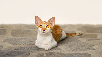 Cute ginger and white bicolor cat kitten lying on a stone floor and watching curiously with wide orange colored eyes, Cyclades, Aegean island, Greece