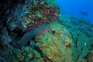 fine spotted moray, echidna delicatula, Mexico