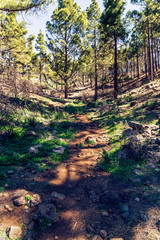 Fototapeta premium Beautiful, green trekking path during roque nublo trek, gran canaria canary island in spain