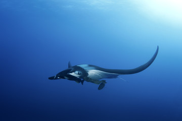 Fototapeta na wymiar giant oceanic manta ray, manta birostris