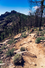 Beautiful mountain and forest view (with dark burnt trees) from roque nublo trek path, Gran Canaria, Canary island in Spain.
