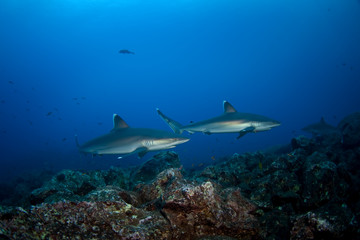 Fototapeta na wymiar silvertip shark, carcharhinus albimarginatus