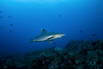 silvertip shark, carcharhinus albimarginatus