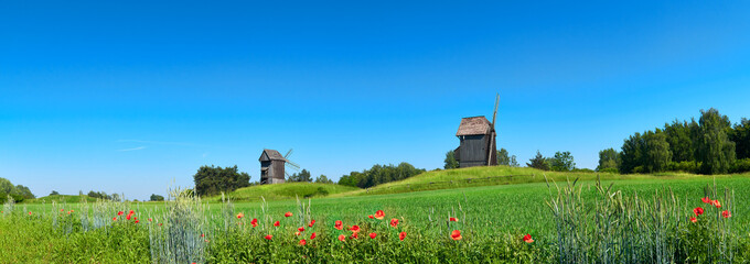 Obraz premium Rural landscape with historical windmills behind wheet field in Spring with orange poppy flowers in front
