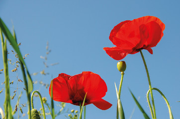 Mohn