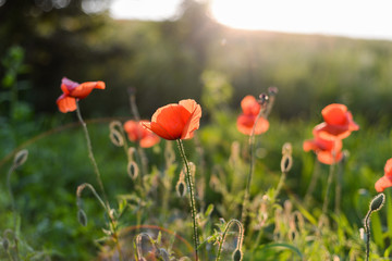 Poppy flowers in the fields at sunset