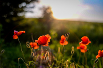 Poppy flowers in the fields at sunset