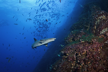Fototapeta premium whitetip reef shark, triaenodon obesus
