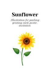 Decorative greeting card, invitation with sunflower. Pictorial illustration for perfume, cosmetics, packaging, postcards.