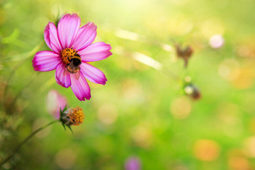 Obraz premium Pink cosmos flowers and bee. Nature geen background.