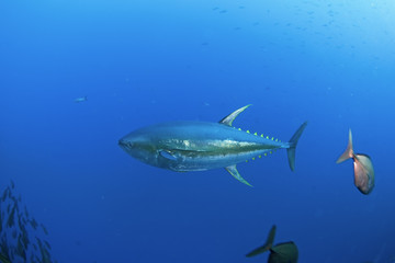 yellowfin tuna, thunnus albacares