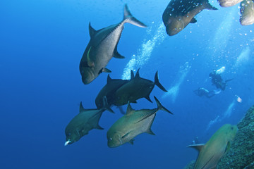  black jack, caranx lugubris