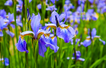 Blooming violet iris flowers in the garden. Gardening concept. Flower background