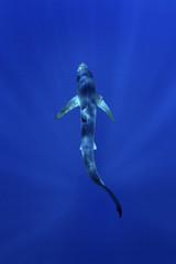 blue shark, prionace glauca
