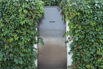 Metallic brown door. Door entwined with leaves. Metal door with a slot for mail. Hedge. Wall of leaves.