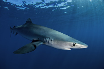Fototapeta premium blue shark, prionace glauca