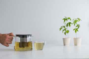 White table with Marijuana plant in pottery. Hand pouring hot CBD tea in to glass.