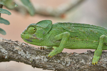 Fototapeta premium Common chameleon (Chamaeleo chamaeleon) in southern Spain. Andalusia, Malaga
