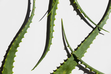 Naklejka premium Aloe vera leaves for beauty treatment