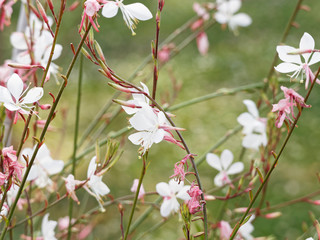 Prachtkerze oder Pr&auml;riekerze (Gaura lindheimeri)