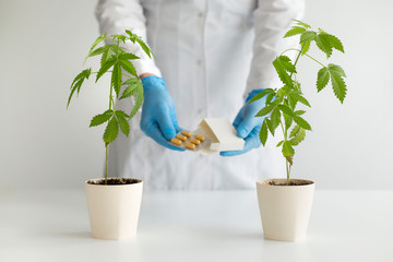 White table with Marijuana plant in pottery. Scientist holding box with CBD pills.