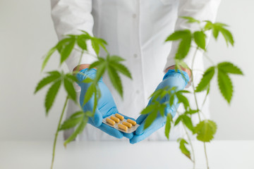 White table with Marijuana plant in pottery. Scientist holding box with CBD pills.