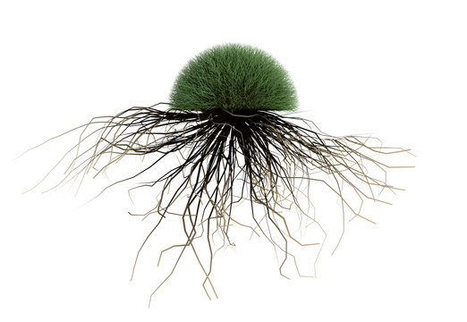 roots and grass isolated white backgroud 3d render