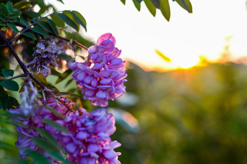 Beautiful wisteria tree at sunset wallpaper