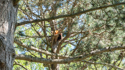red dkoala on the tree
