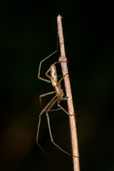 Tetragnatha extensa on a grass stem