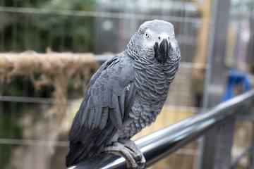 Fototapeta premium Gray parrot sitting on a wooden rope