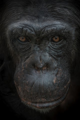 Fototapeta na wymiar Closeup portrait of curious wondered female adult Chimpanzee at black background