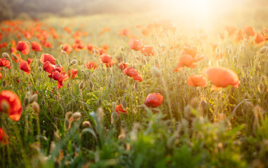 Scenic blooming poppies in the summer sunset light
