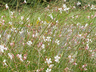 White and pink inflorescence of clustered branched stems of gaura or Lindheimer's beeblossom (Gaura lindheimeri)